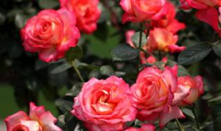 月季花品种介绍