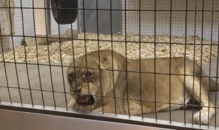 dr手镯款式一生只订一次吗 一生只爱你一次歌曲